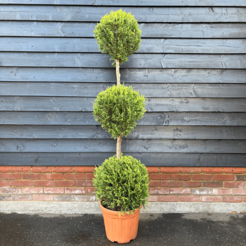 Cupressocyparis leylandii ‘Castlewellan Gold’ Trio Ball 150cm tall