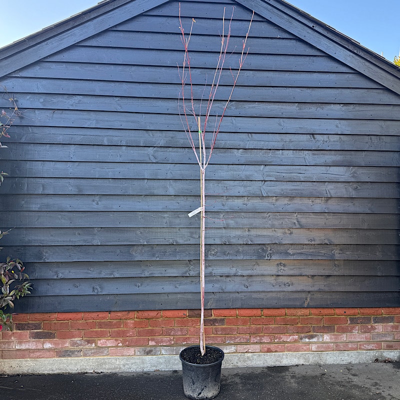 Acer rufinerve – Snake-bark maple tree 2.5-2.75m tall 20ltr