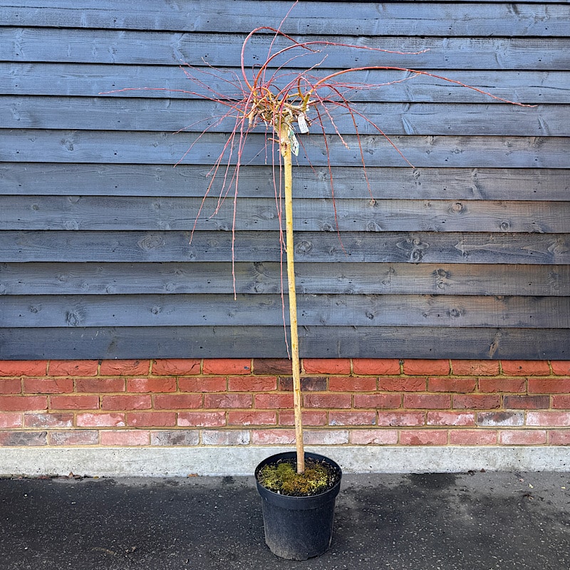 Salix caprea Pendula – Kilmarnock willow ½ std