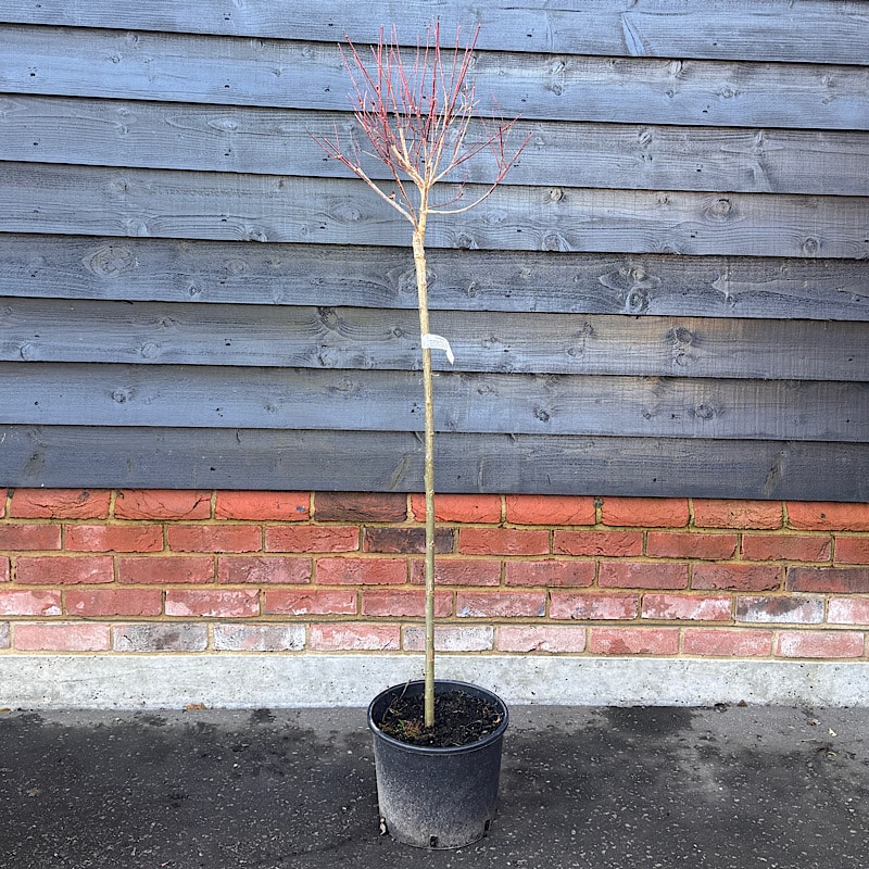 Salix integra ‘Hakuro-nishiki’  – Flamingo Willow tree Half Standard