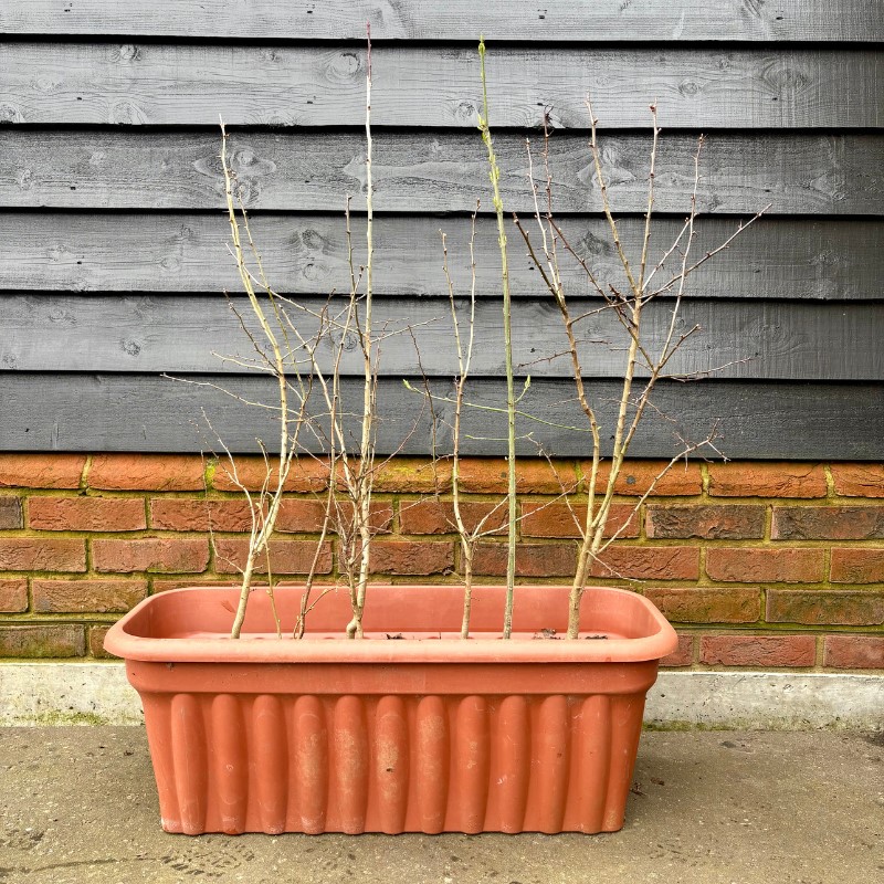 Native hedge – Instant Hedging Trough