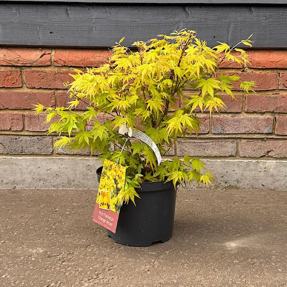 Acer palmatum ‘Orange Dream’ – Japanese Maple 30-50cm tall 5lt