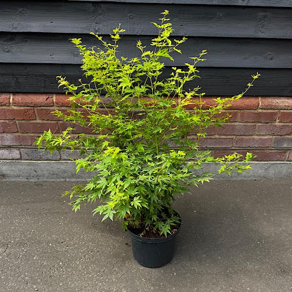 Acer palmatum ‘Orange Dream’ – Japanese Maple 60-70cm tall 5lt