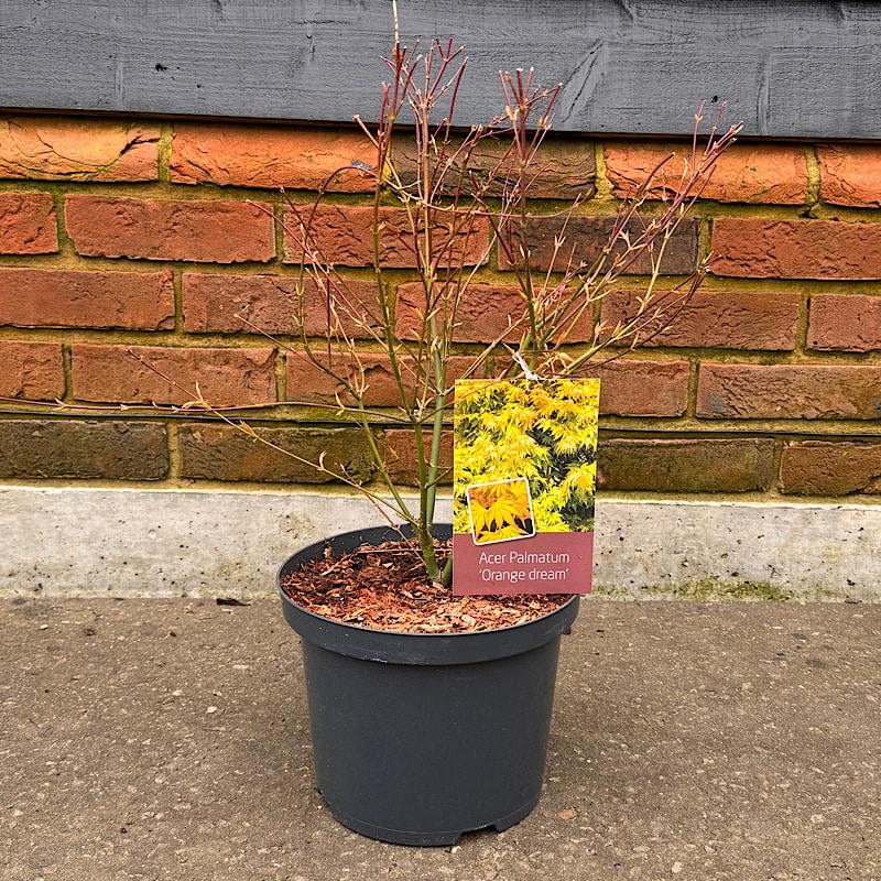 Acer palmatum ‘Orange Dream’ – Japanese Maple 30-50cm tall 5lt