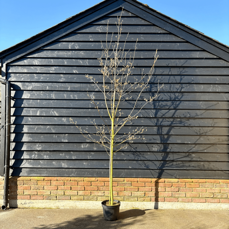 Amelanchier arborea ‘Robin Hill’ – Serviceberry tree 6-8cm girth