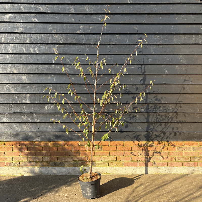 Cotoneaster cornubia tree 10Ltr. 1.75-2m tall