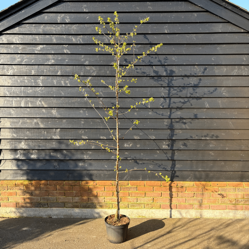 Malus ‘floribunda’ – Japanese Crab Apple tree 2.5-2.75m tall