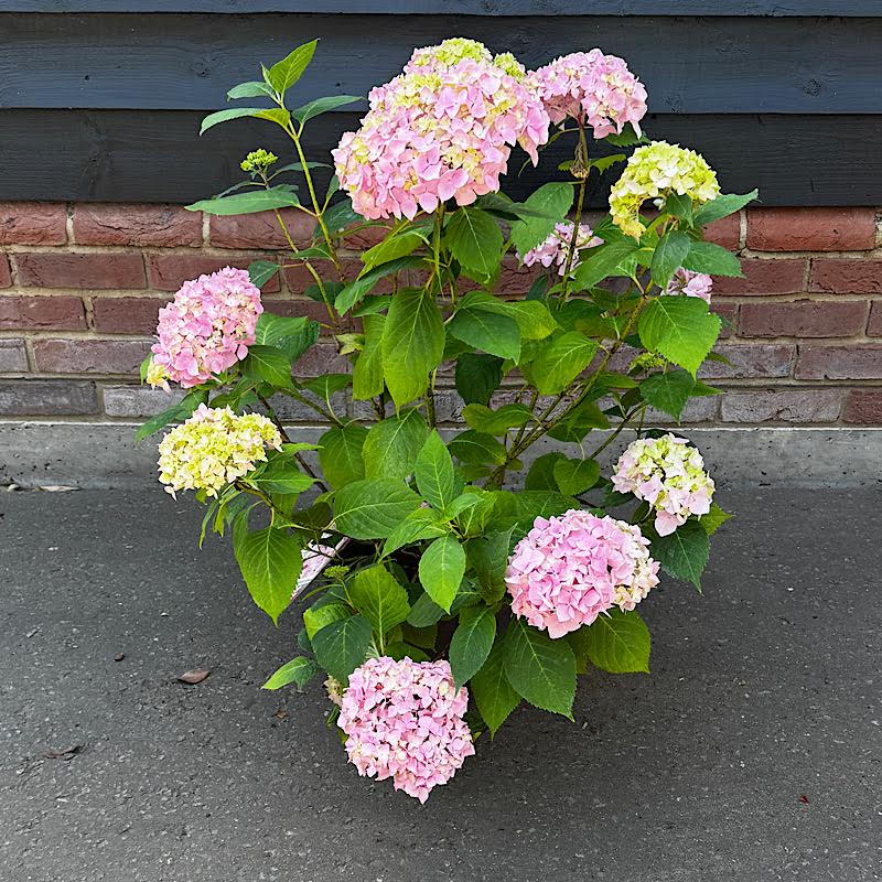 Hydrangea macrophylla ‘Pink’ – 10  Litre