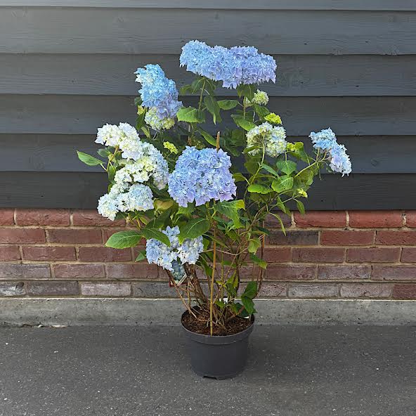 Hydrangea macrophylla ‘Blue’ – 10 Litre