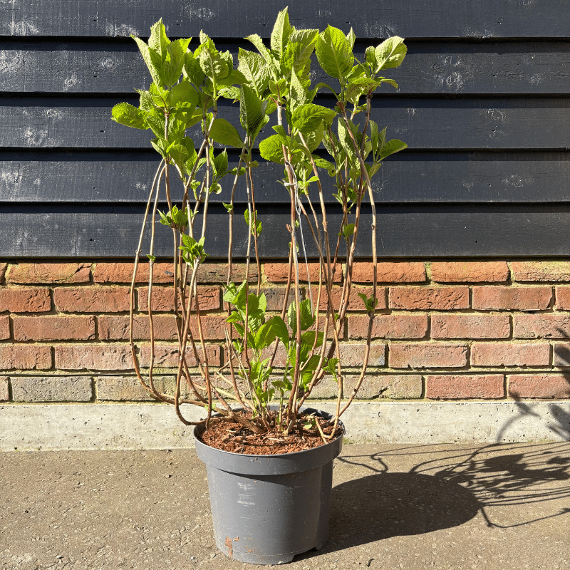 Hydrangea macrophylla ‘Blue’ – 7.5 Litre