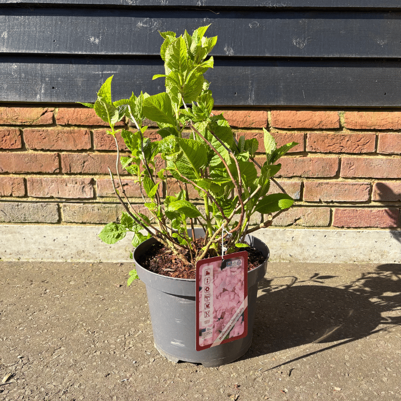 Hydrangea macrophylla ‘Pink’ – 7.5 Litre