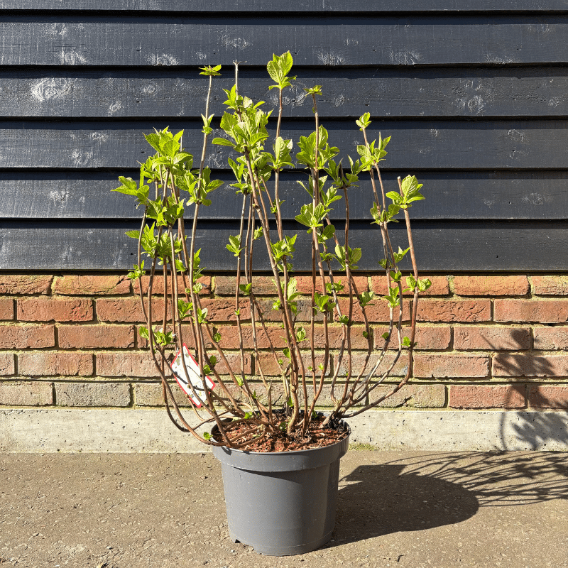 Hydrangea macrophylla ‘White’ – 7.5 Litre