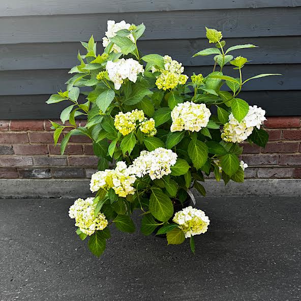 Hydrangea macrophylla ‘White’ – 10 Litre