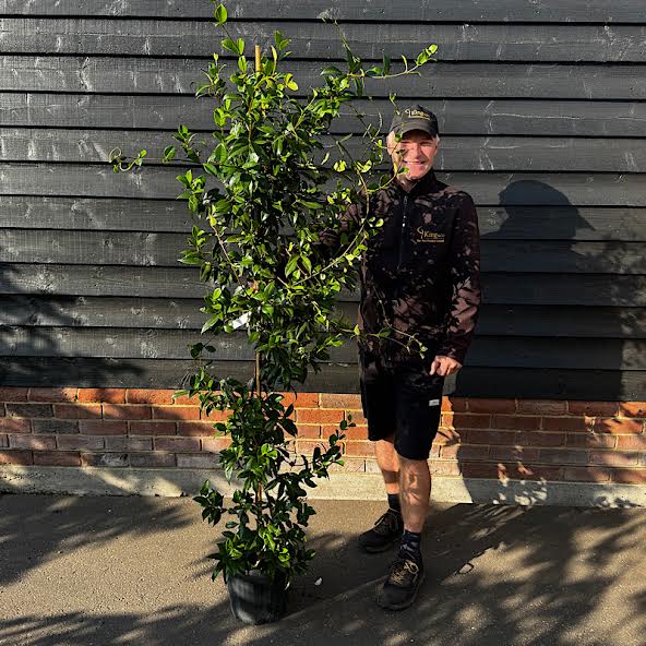 Rhyncospermum jasminoides – Jasmine Cane 1.5-1.75m tall