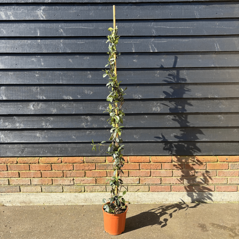 Rhyncospermum jasminoides – Jasmine Cane 1.5-1.75m tall