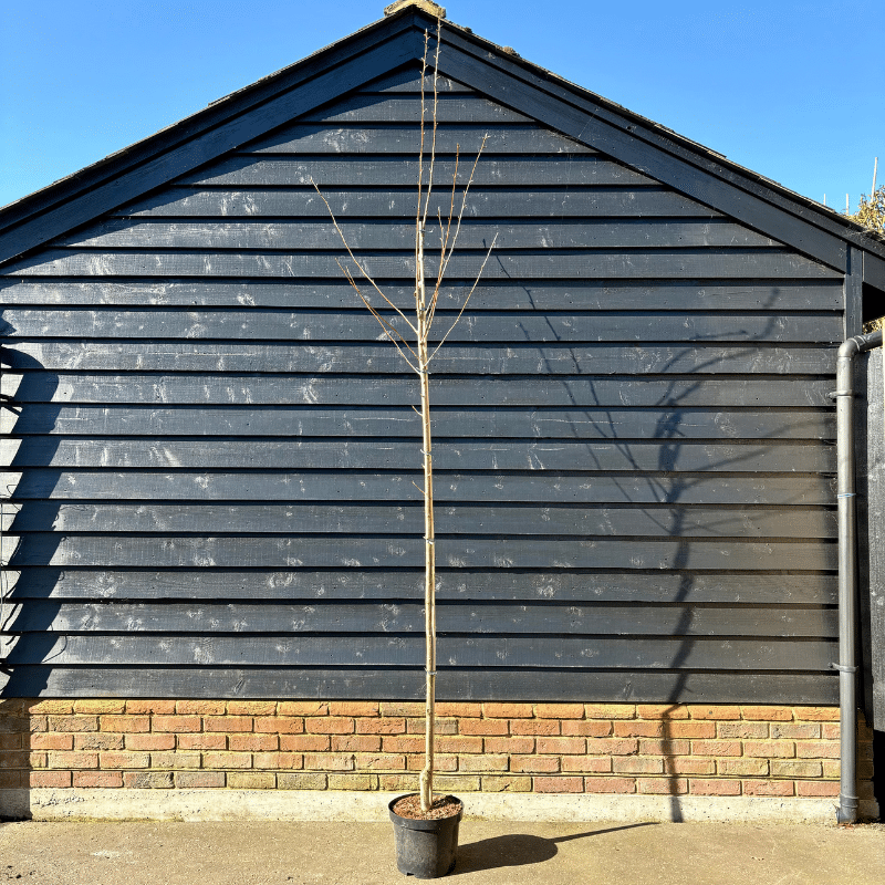 Prunus ‘Kanzan’ – Pink Ornamental Cherry 2.75-3m tall