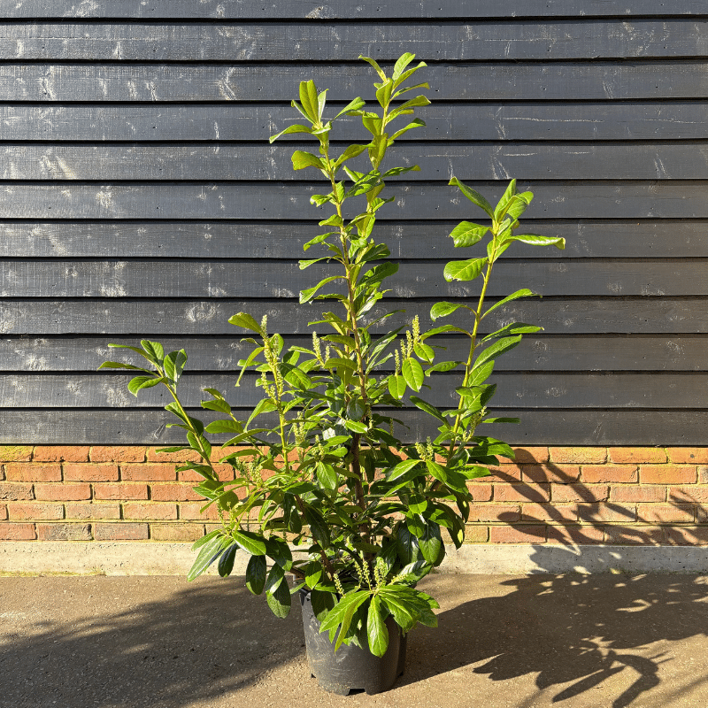 Prunus laurocerasus ‘Novita’ – Cherry laurel (Hedging Plants) 1.25-1.5m tall