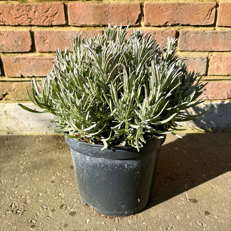 Lavender ‘Grosso’ – 5 Litre