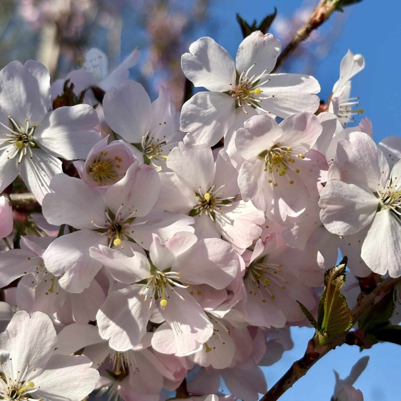 Prunus ‘Pandora’ – Pandora cherry 8-10cm girth