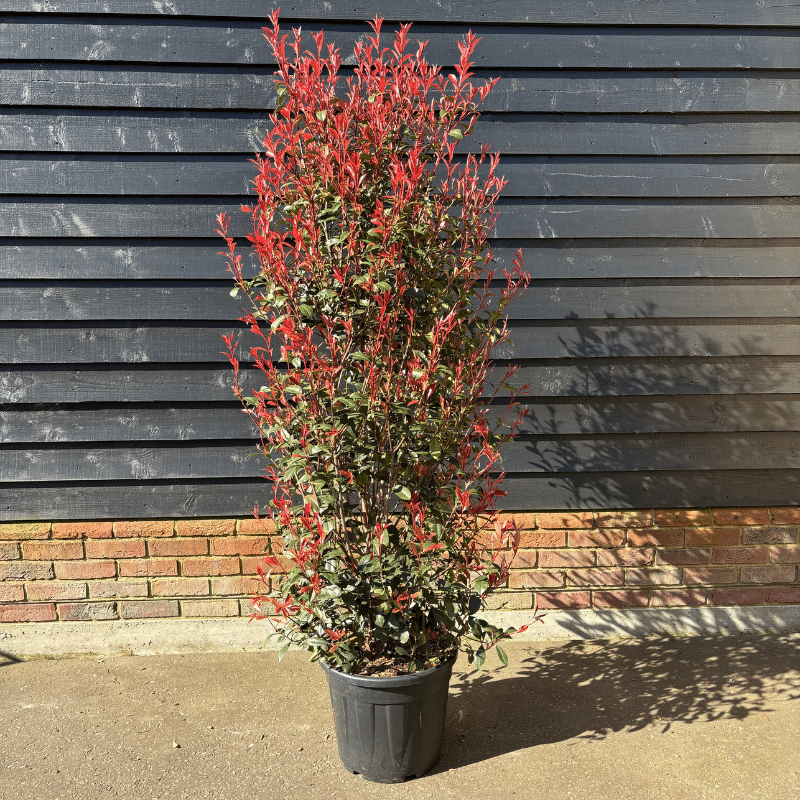 Photinia x fraseri ‘Carre Rouge’ – 1.75m tall