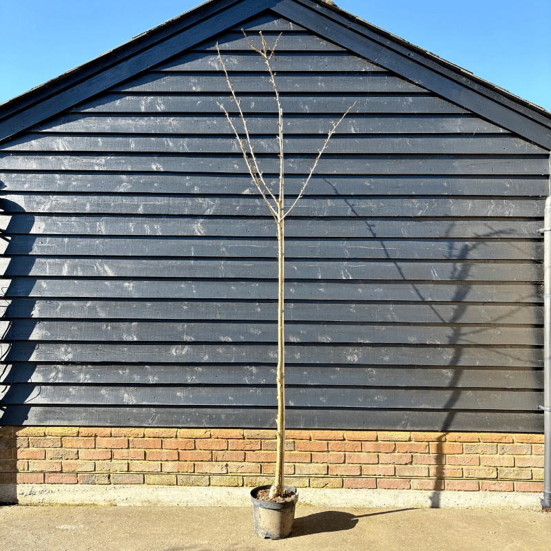 Prunus ‘Pink Perfection’ – Pink Ornamental Cherry 2.5-2.75m