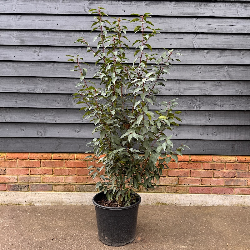 Prunus lusitanica – Portuguese laurel 1.4-1.6m tall