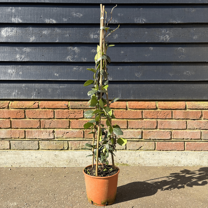 Rhyncospermum jasminoides – Jasmine Trio Cane 60-80cm
