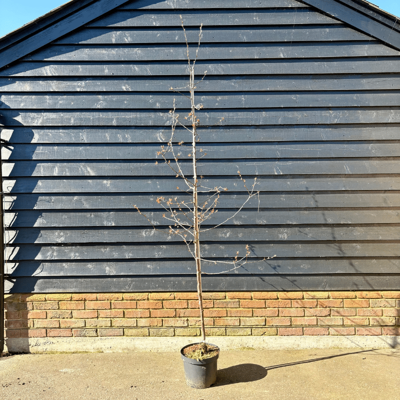 Malus ‘Rudolph’ – Crab Apple tree 2-2.5m tall