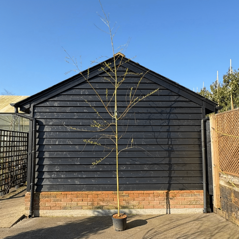 Salix ‘Chrysocoma’ – Golden weeping willow 6-8cm girth. 3-3.5m tall