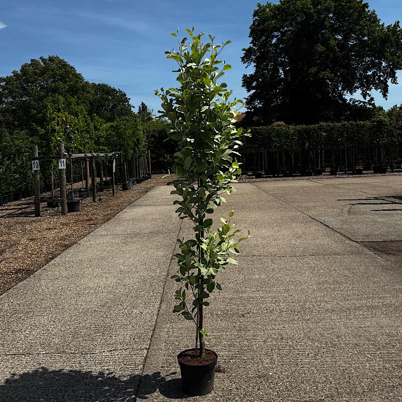 Sorbus aria ‘Lutescens’ – 6-8cm girth. 2-2.25m tall
