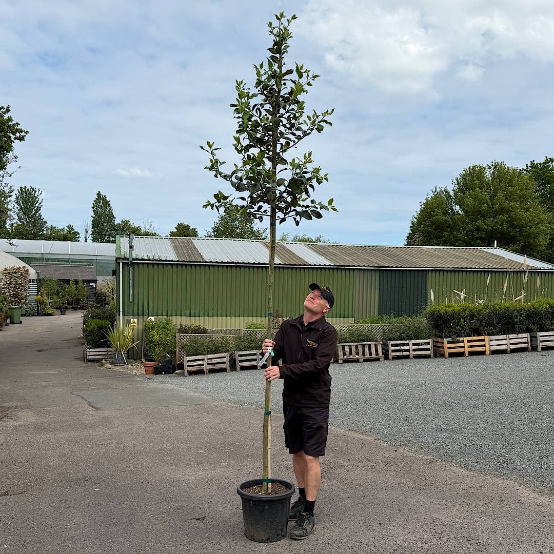 Ilex castaneifolia – ‘Chestnut Leaf’ holly tree 6-8cm girth