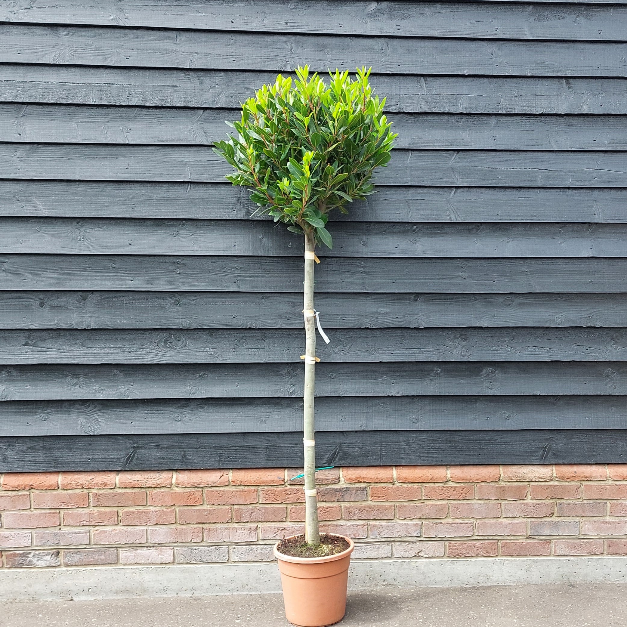 Laurus nobilis – Bay 3/4 Standard