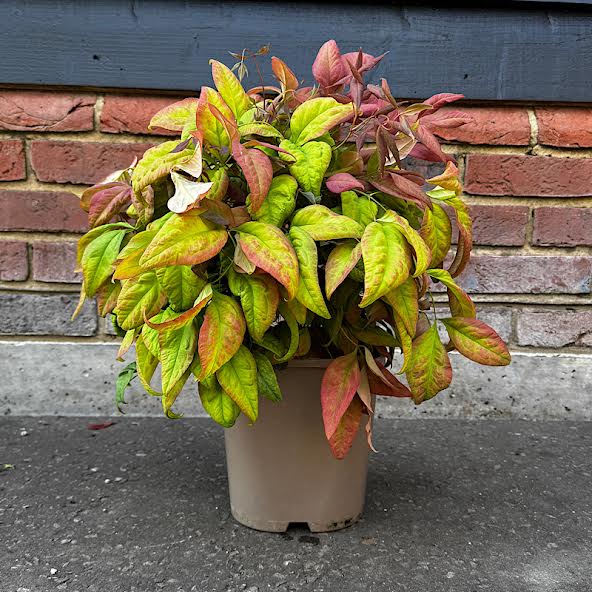 Nandina domestica ‘Blush Pink’ – 4.5lt
