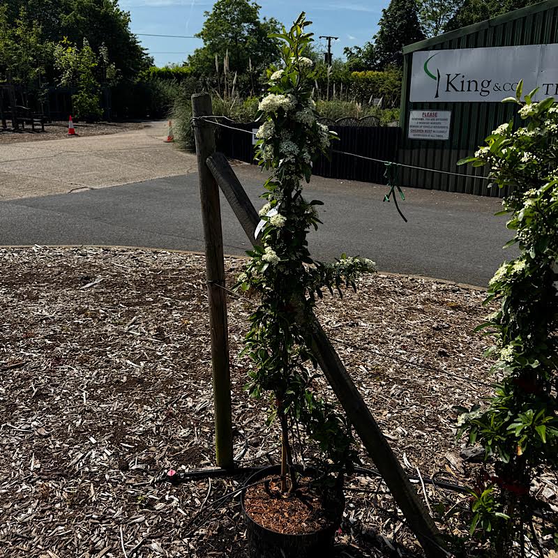 Pyracantha ‘Saphyr Rouge’ – Firethorn (Red Berries) 10ltr