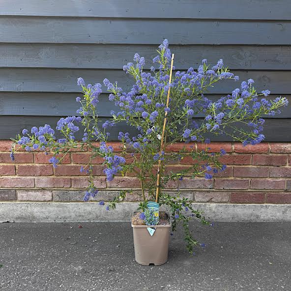 Ceanothus ‘Concha’ – Californian lilac 4.5lt
