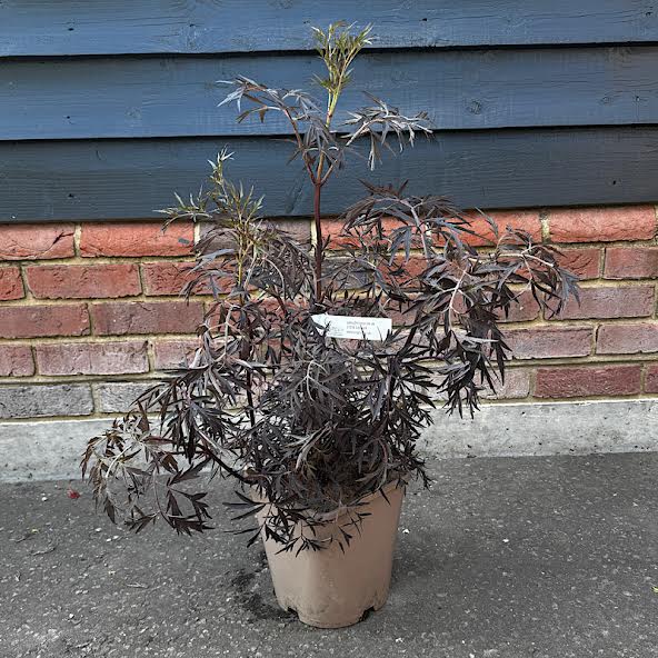 Sambucus nigra ‘Black  Lace’ 4.5lt