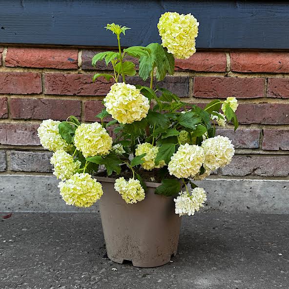 Viburnum opulus ” Roseum” 4.5lt