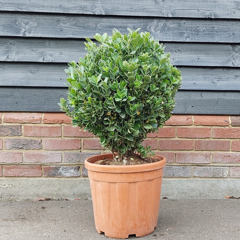 Euonymus japonicus ‘Albomarginatus’ – Japanese spindle 25 Litre