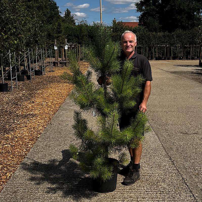 Pinus sylvestris – Scots pine 1.4-1.6m tall