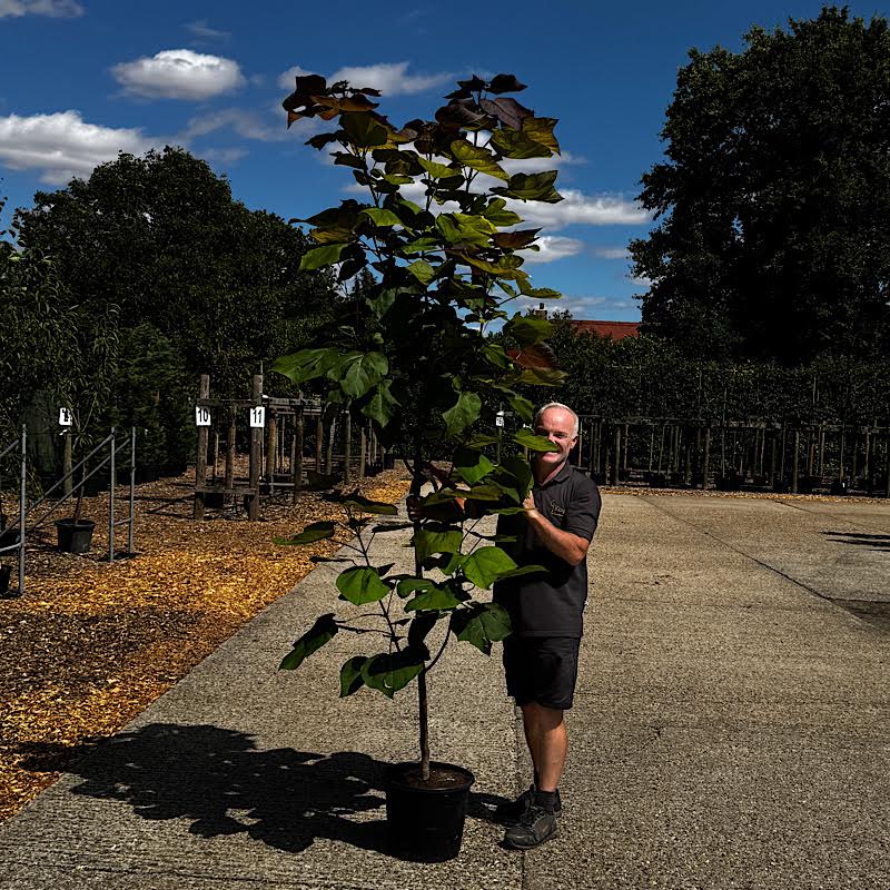 Catalpa erubescens ‘Purpurea’ – Purple Indian Bean Tree 2.25-2.5m 20lt