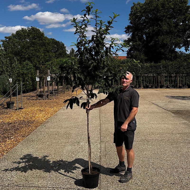 Mesplius germanica ‘Westerveld’ – Medlar ‘Westerveld’ 6-8cm girth