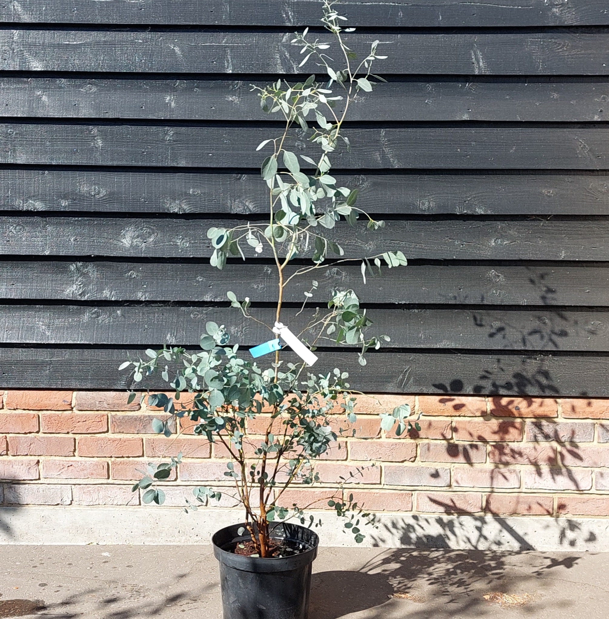 Eucalyptus gunnii – Cider gum 90-120cm tall 10ltr