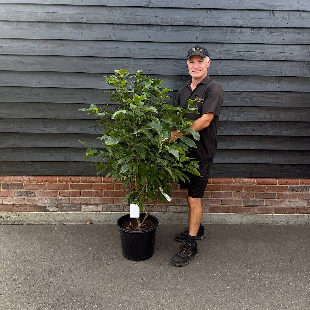 Magnolia ‘Susan’ – Magnolia 18 Litre