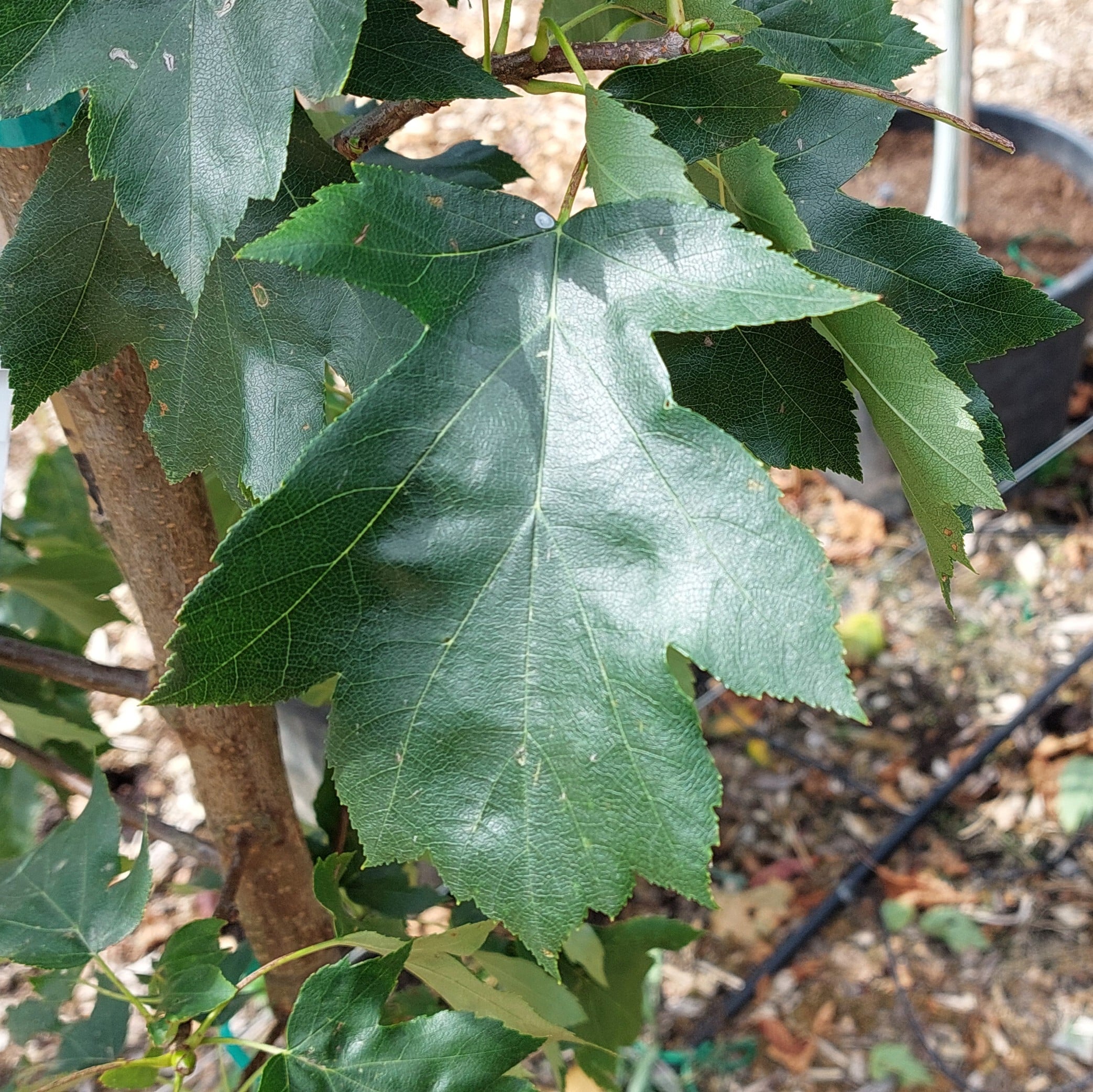 Sorbus torminalis – Wild Service Tree 6-8cm 20ltr