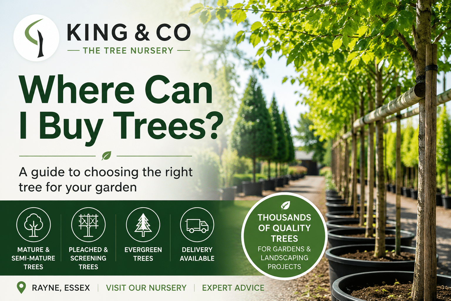 Where can I buy trees? Specialist tree nursery in Essex