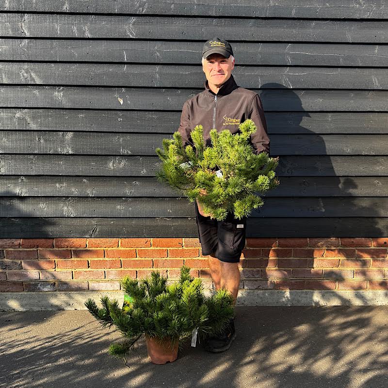 Pinus mugo Pumilio – Dwarf Mountain Pine 4.5ltr