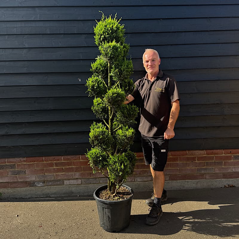 Cupressocyparis leylandii ‘Castlewellan Gold’ Pom-Pom 1.6-1.8m tall