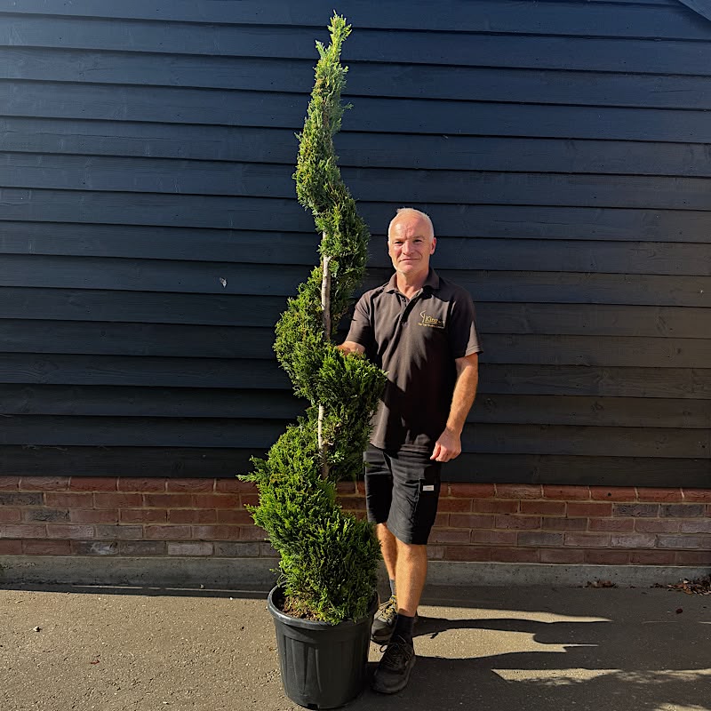 Cupressocyparis leylandii ‘Castlewellan Gold’ Spiral 1.6-1.8m tall