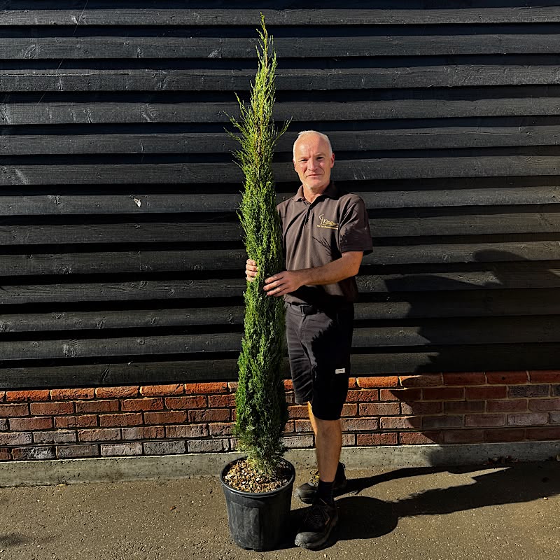 Cupressus sempervirens ‘Pyramidalis’ – Italian cypress tree 1.5-1.75m tall