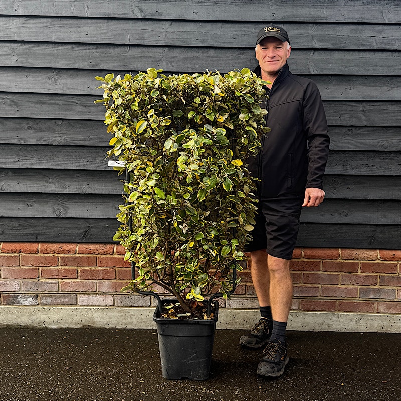 Elaeagnus x ebbingei ‘Viveleg’ – Oleaster ‘Viveleg’ Espalier 90x50cm
